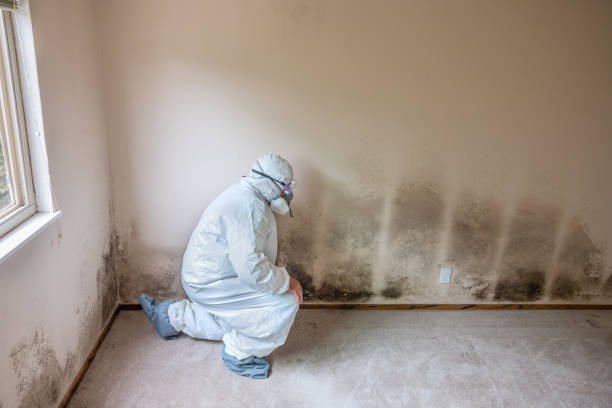 Best Attic Mold Removal  in Gettysburg, PA